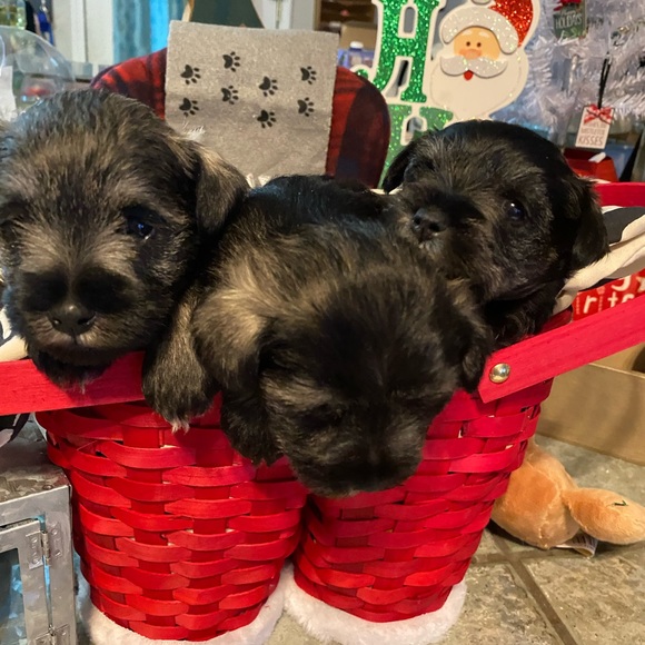 Meet your Posher, Terri - Picture 10 of 12